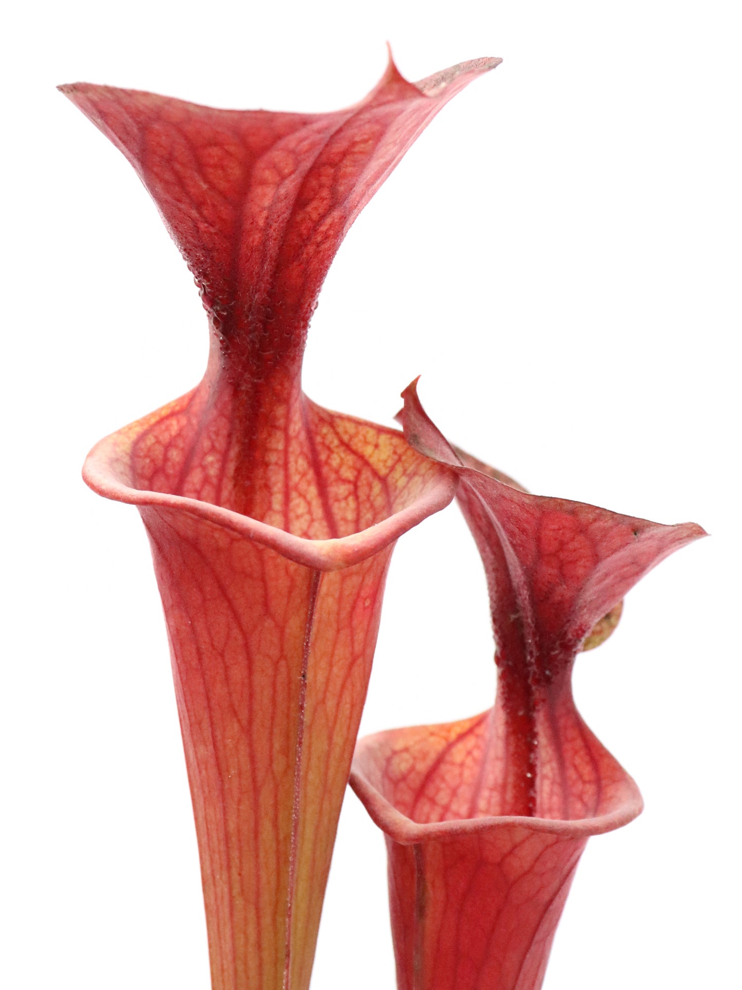 Sarracenia flava var. atropurpurea (Nigel Owden)