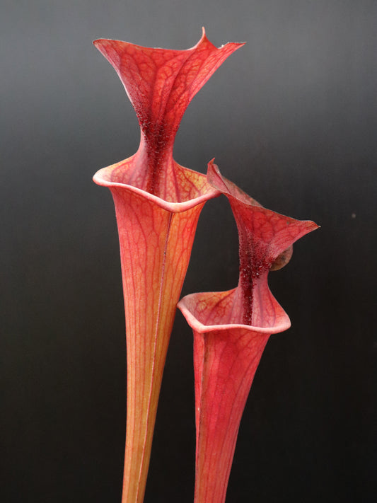 Sarracenia flava var. atropurpurea (Nigel Owden)