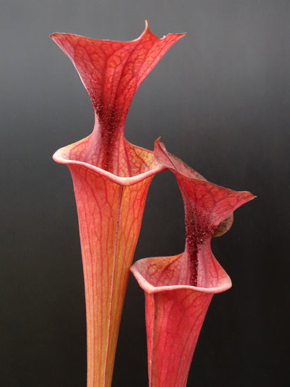 Sarracenia flava var. atropurpurea (Nigel Owden)