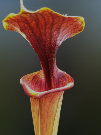 Sarracenia flava var. atropurpurea , Black Water State Forest