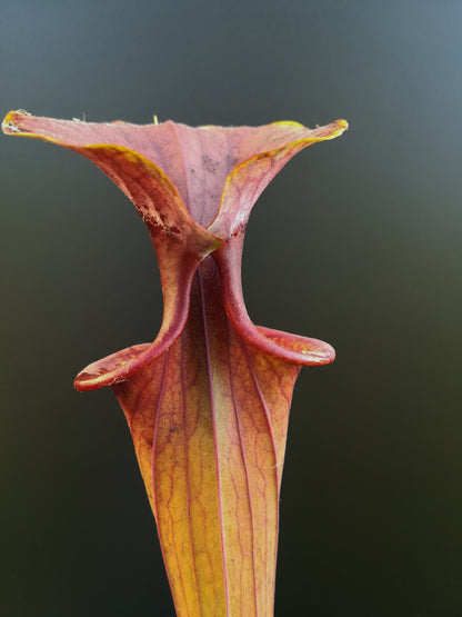 Sarracenia flava var. atropurpurea , Black Water State Forest