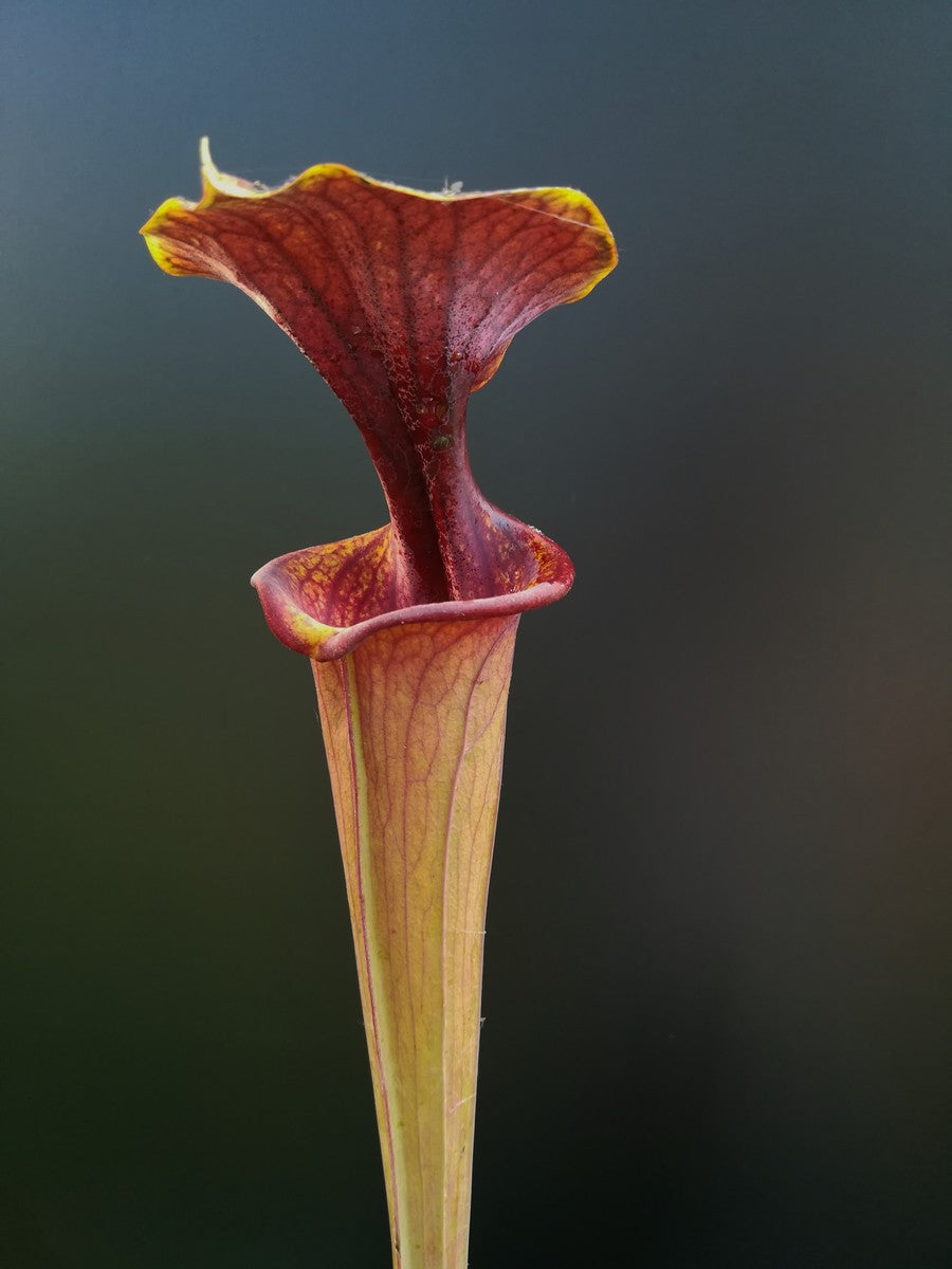 Sarracenia flava var. atropurpurea , Black Water State Forest