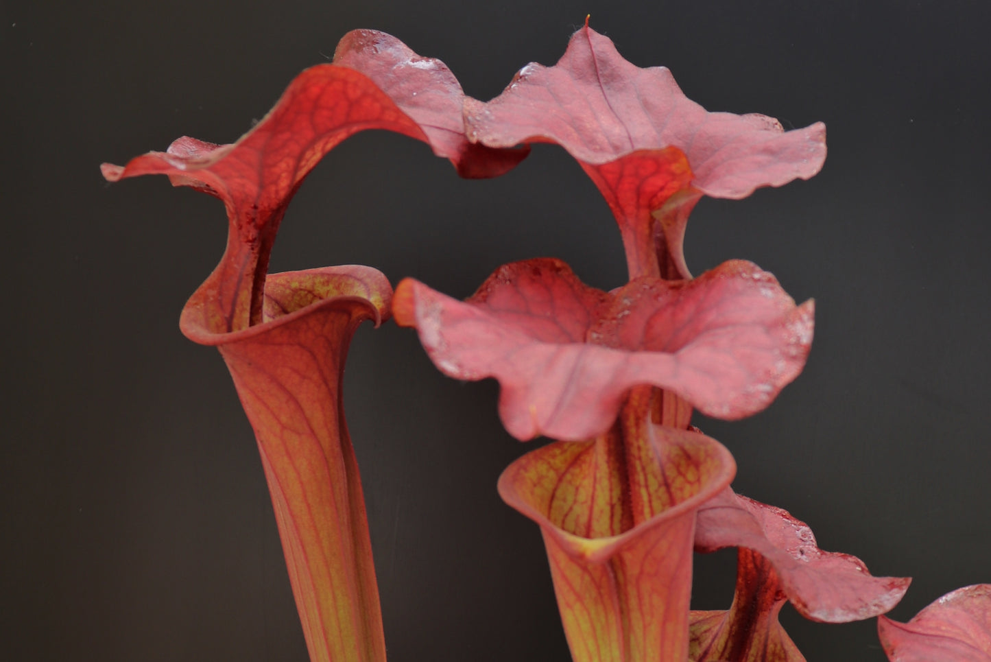 Sarracenia flava var. atropurpurea F196/2 Srba