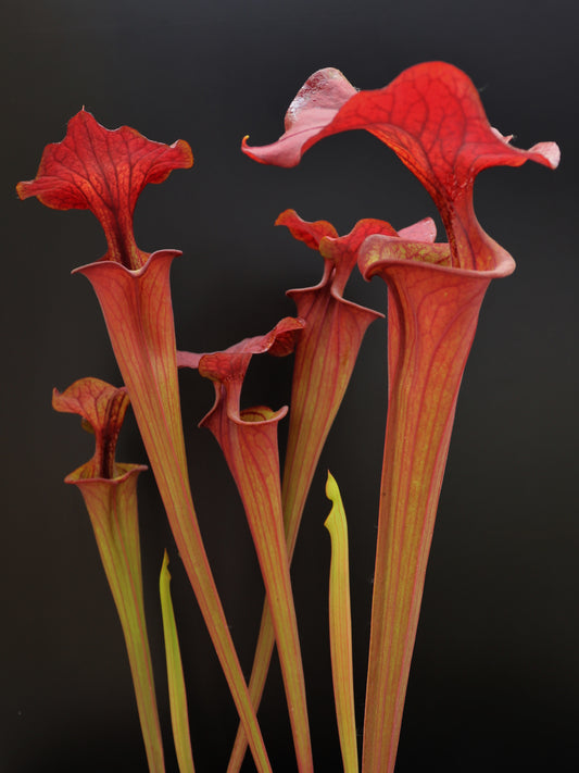 Sarracenia flava var. atropurpurea F196/2 Srba