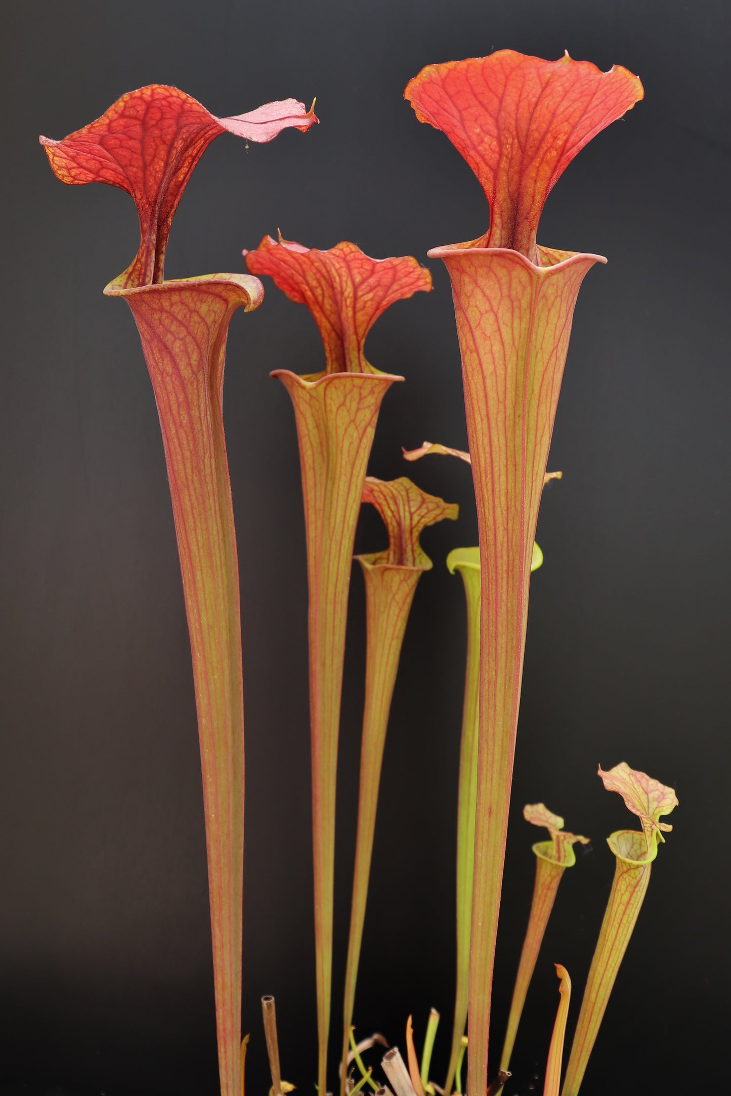 Sarracenia flava var. atropurpurea F27A MK x F195 MK Kimber Rer gerüscht