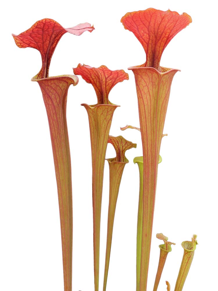 Sarracenia flava var. atropurpurea F27A MK x F195 MK Kimber Rer ruffled