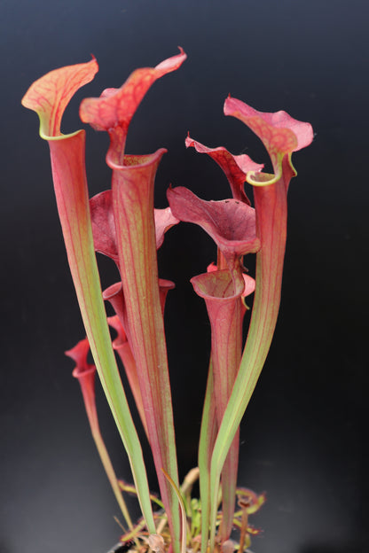 Sarracenia flava var. atropurpurea  New Zealand