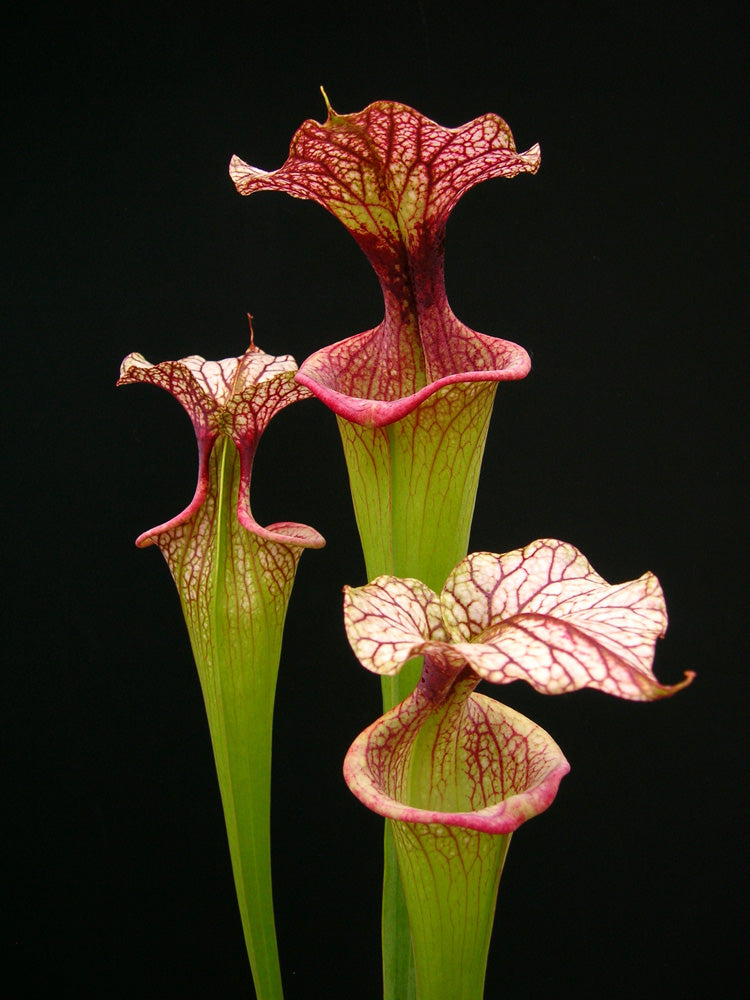 Sarracenia 'Adrian Slack'  H113 MK