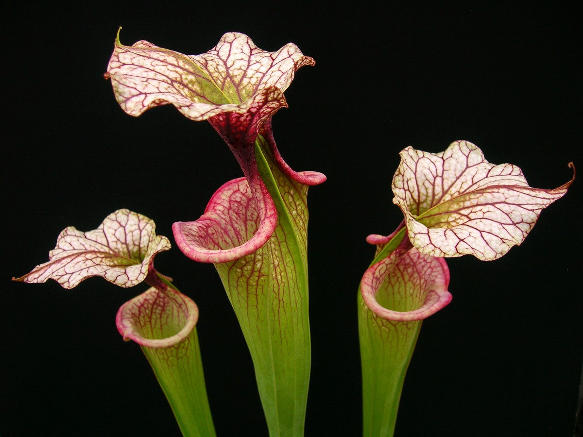 Sarracenia 'Adrian Slack'  H113 MK