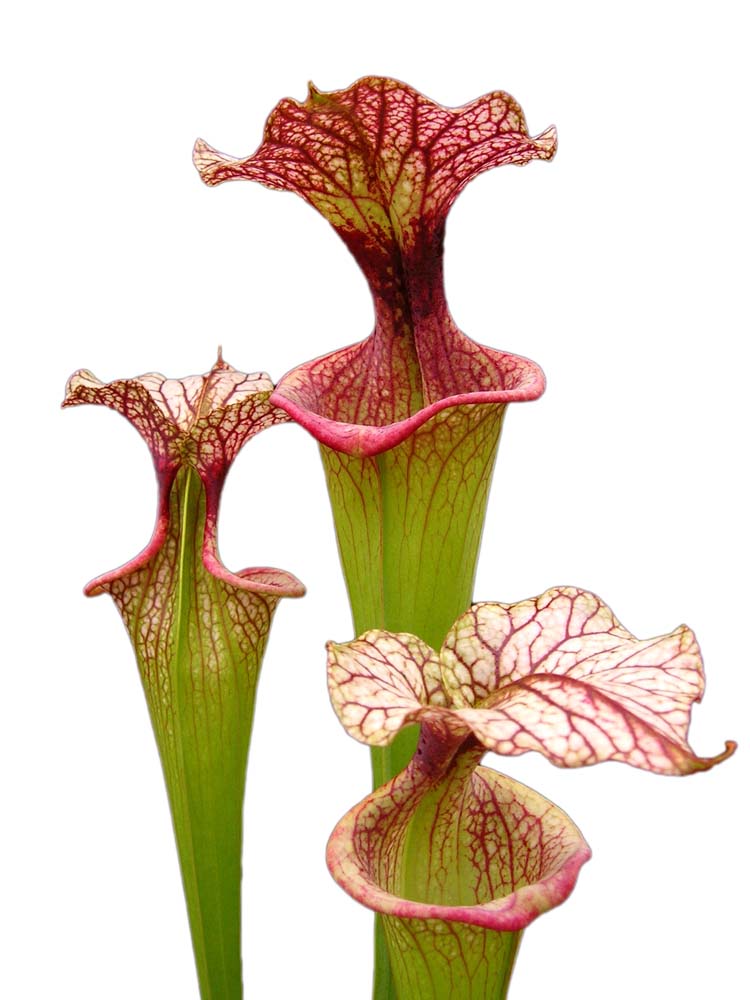 Sarracenia 'Adrian Slack'  H113 MK