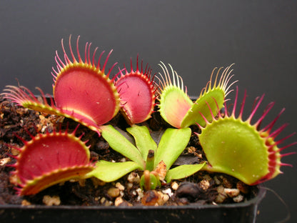 Dionaea muscipula 'B52'