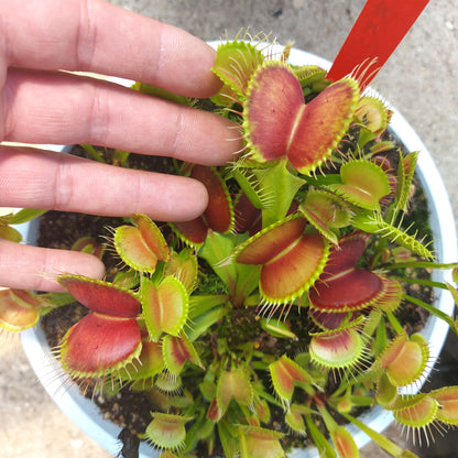 Dionaea muscipula 'B52'