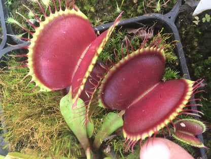 Dionaea muscipula 'B52'