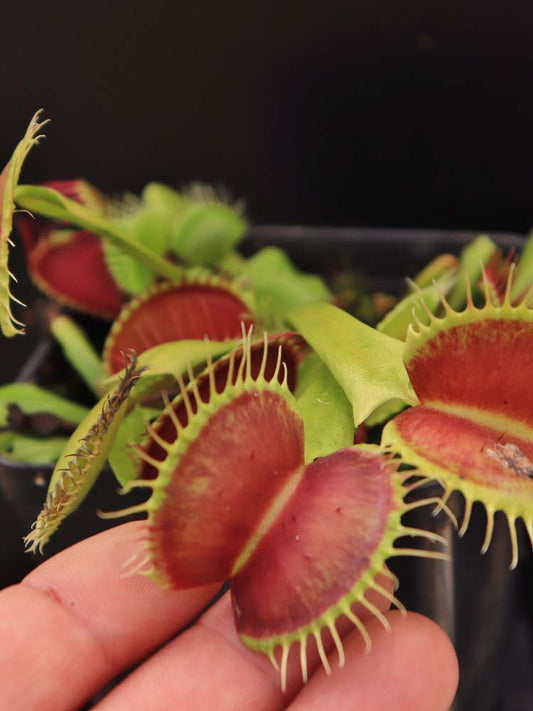 Dionaea muscipula  B52 Canada