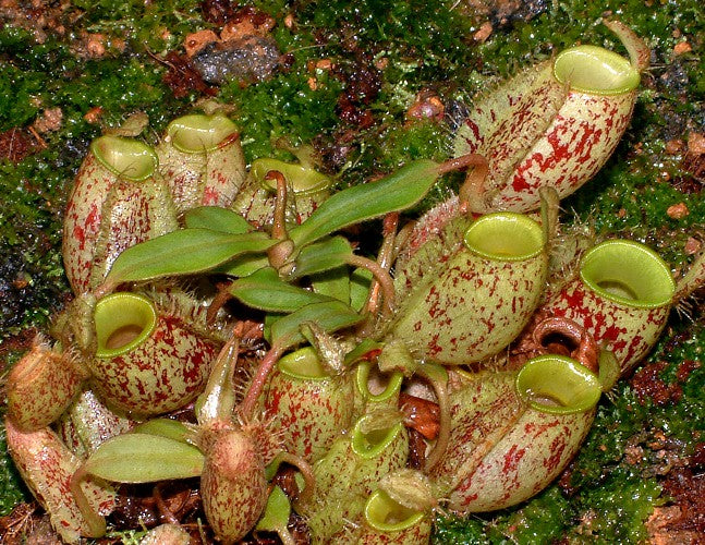 Nepenthes ampullaria "Brunei speckled" BE-3007