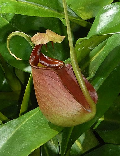 Nepenthes bicalcarata "Brunei Orange"  BE-3029  Selected clone