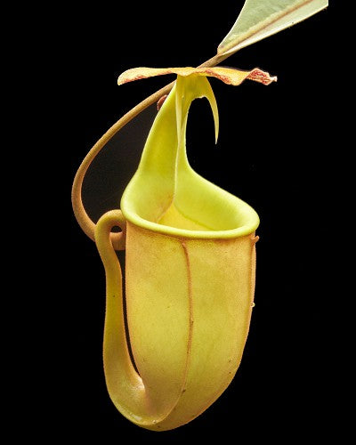Nepenthes bicalcarata "Brunei red flush"  BE-3031