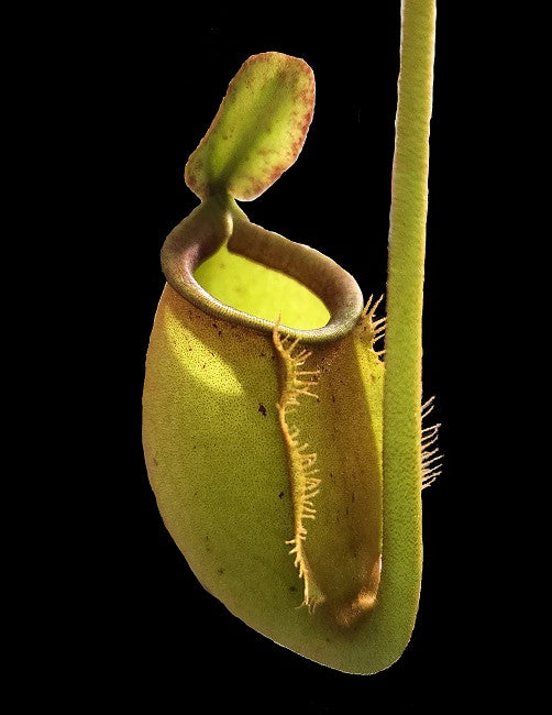 Nepenthes bicalcarata x ampullaria  BE-3033