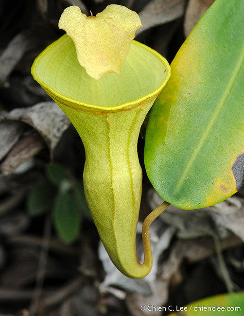 Nepenthes campanulata BE-3044