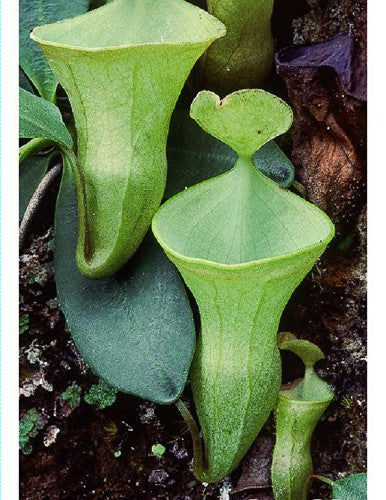 Nepenthes campanulata BE-3044