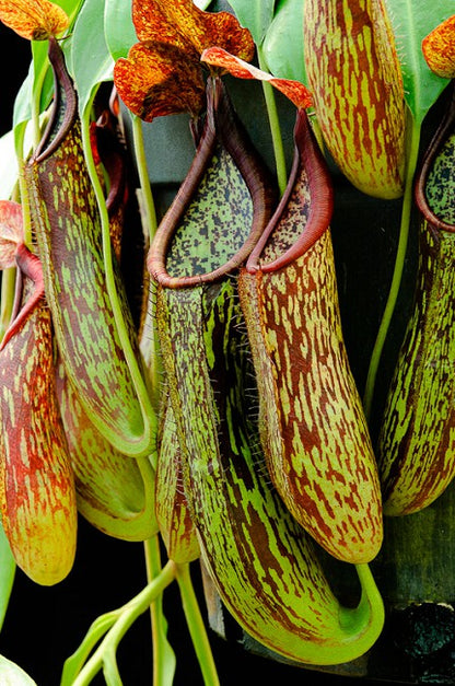 Nepenthes copelandii Mount Apo BE-3046