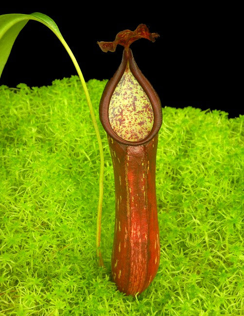 Nepenthes copelandii Mount Apo BE-3046