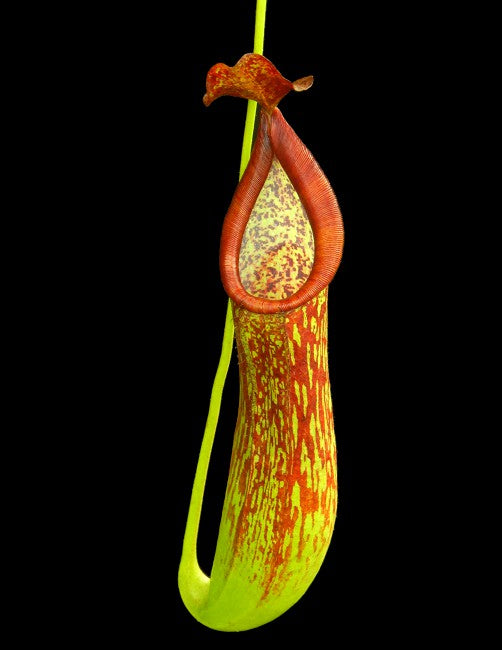 Nepenthes copelandii Mount Apo BE-3046