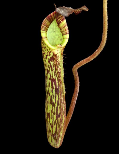 Nepenthes fusca "flared peristome" BE-3068