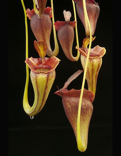 Nepenthes jacqueline  Lusung Tungkut  BE-3092