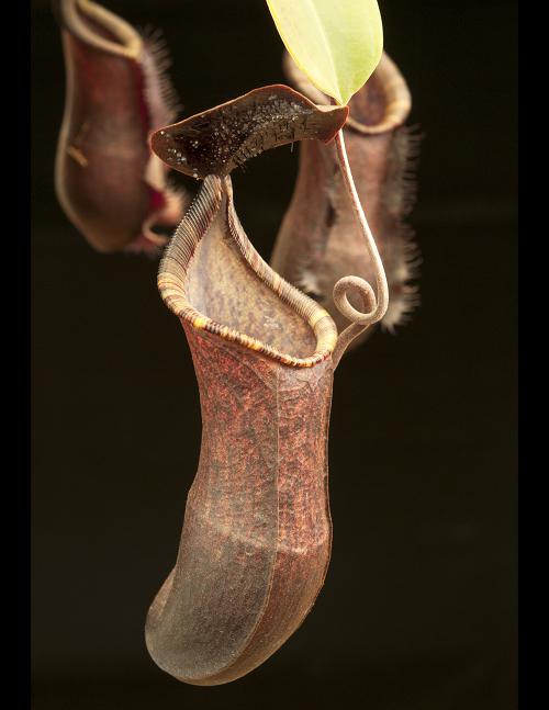 Nepenthes muluensis x lowii BE-3128