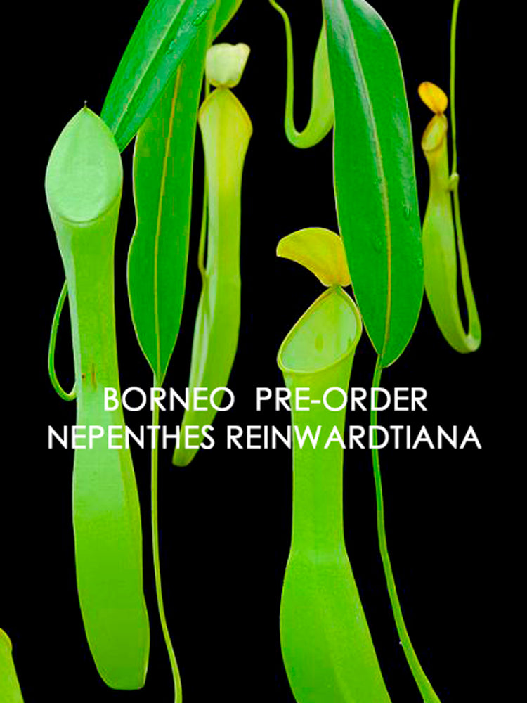 Nepenthes reinwardtiana BE-3159