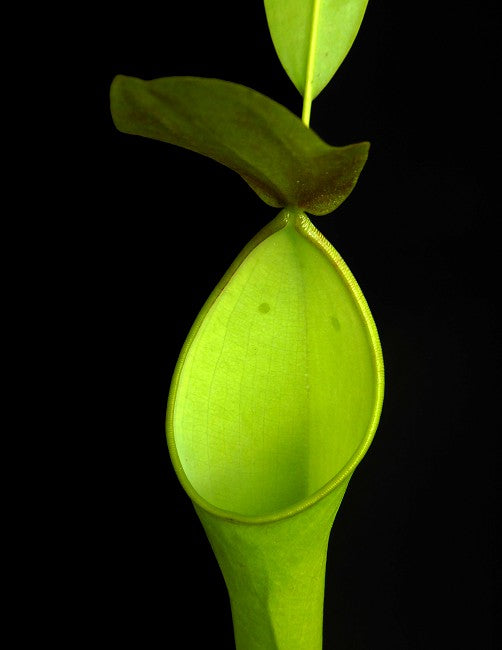 Nepenthes reinwardtiana BE-3159