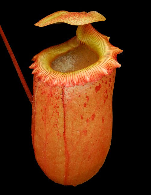 Nepenthes sibuyanensis  BE-3164