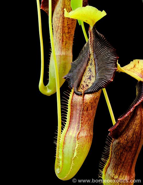 Nepenthes singalana  Belirang  BE-3170  Best Selected Clone