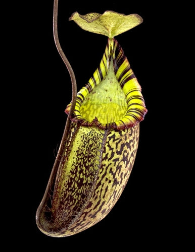 Nepenthes spectabilis x mira BE-3181