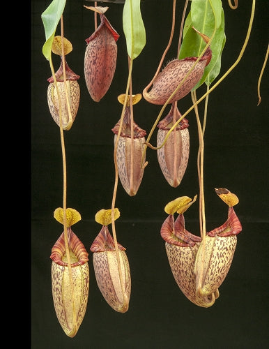 Nepenthes spectabilis x mira BE-3181