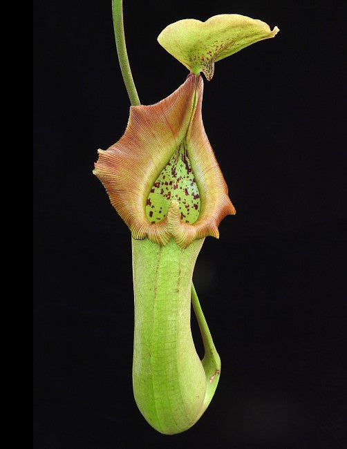 Nepenthes truncata Pasian Highland BE-3203