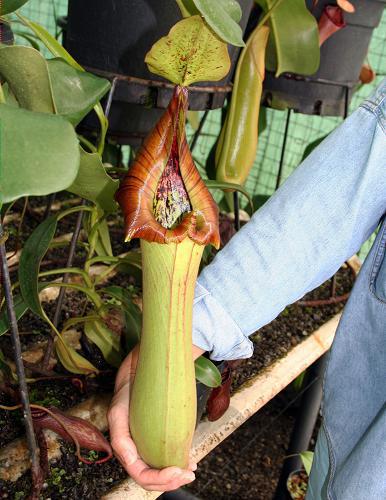 Nepenthes truncata Pasian Highland BE-3203