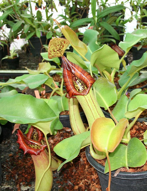 Nepenthes truncata Pasian Highland BE-3203