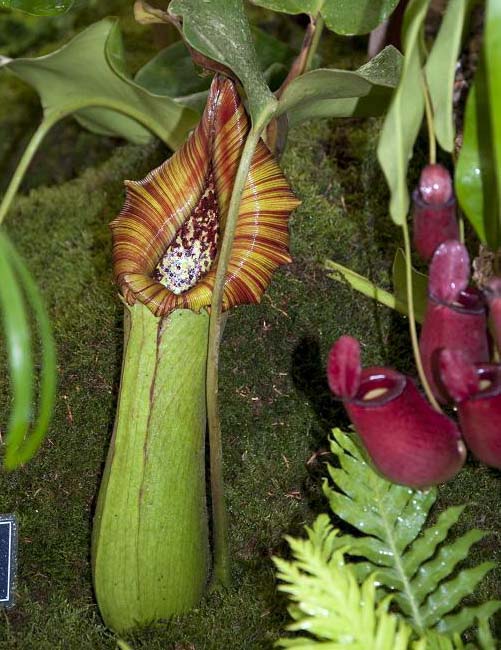 Nepenthes truncata Pasian Highland BE-3203