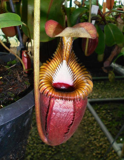 Nepenthes villosa  BE-3225