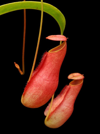 Nepenthes madagascariensis  BE-3247