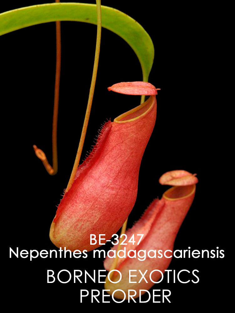 Nepenthes madagascariensis  BE-3247