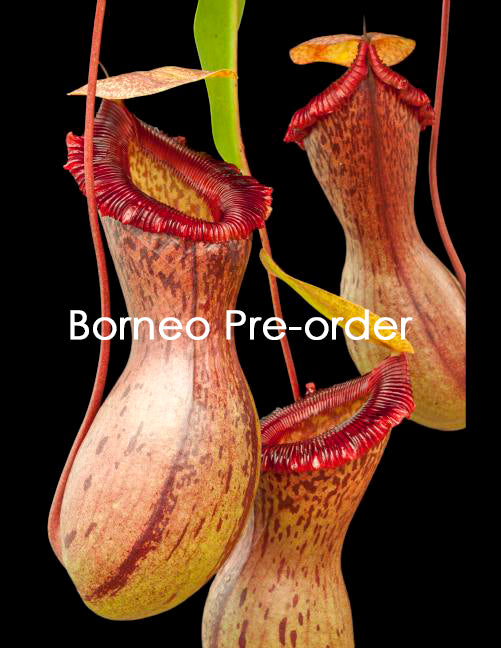 Nepenthes ventricosa "Madja - AS" BE-3278