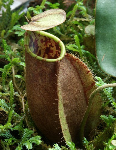 Nepenthes tomoriana „Tambusisi“ BE-3344