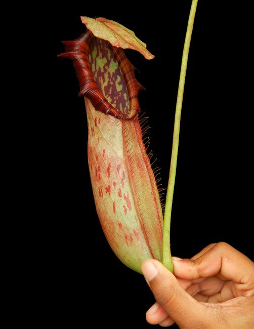 Nepenthes Northiana BE-3357 Bester ausgewählter Klon