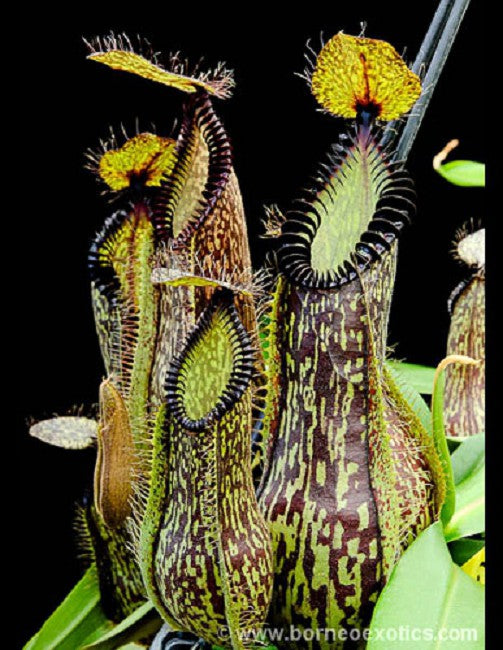 Nepenthes hamata Gunung Lumut BE-3380 Bester ausgewählter Klon