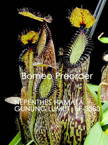 Nepenthes hamata Gunung Lumut BE-3380 Bester ausgewählter Klon