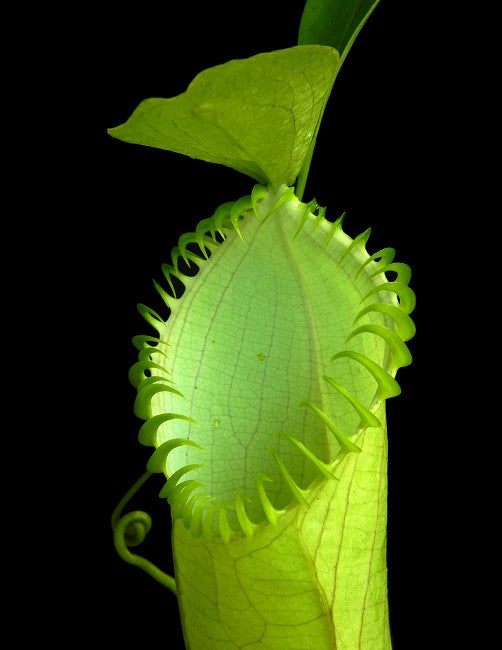 Nepenthes hamata Gunung Lumut BE-3380 Bester ausgewählter Klon