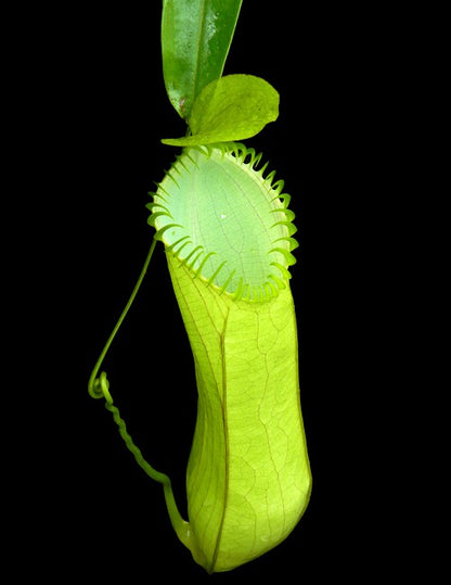 Nepenthes hamata Gunung Lumut BE-3380 Bester ausgewählter Klon